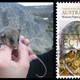 The critically-endangered mountain pygmy possum